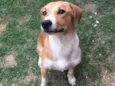 Amora