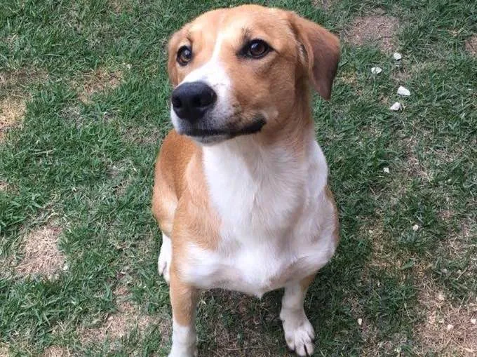 Cachorro ra a Srd idade 7 a 11 meses nome Amora