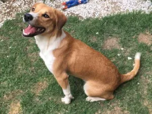 Cachorro raça Srd idade 7 a 11 meses nome Amora
