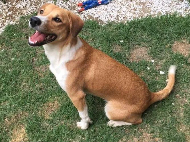 Cachorro ra a Srd idade 7 a 11 meses nome Amora