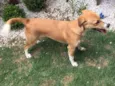 Amora