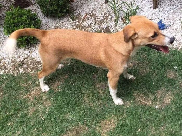 Cachorro ra a Srd idade 7 a 11 meses nome Amora