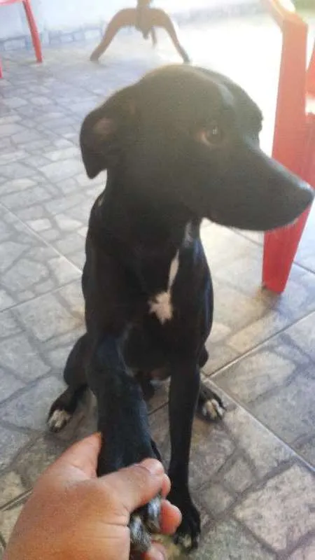 Cachorro raça SRD idade 2 anos nome Toddy