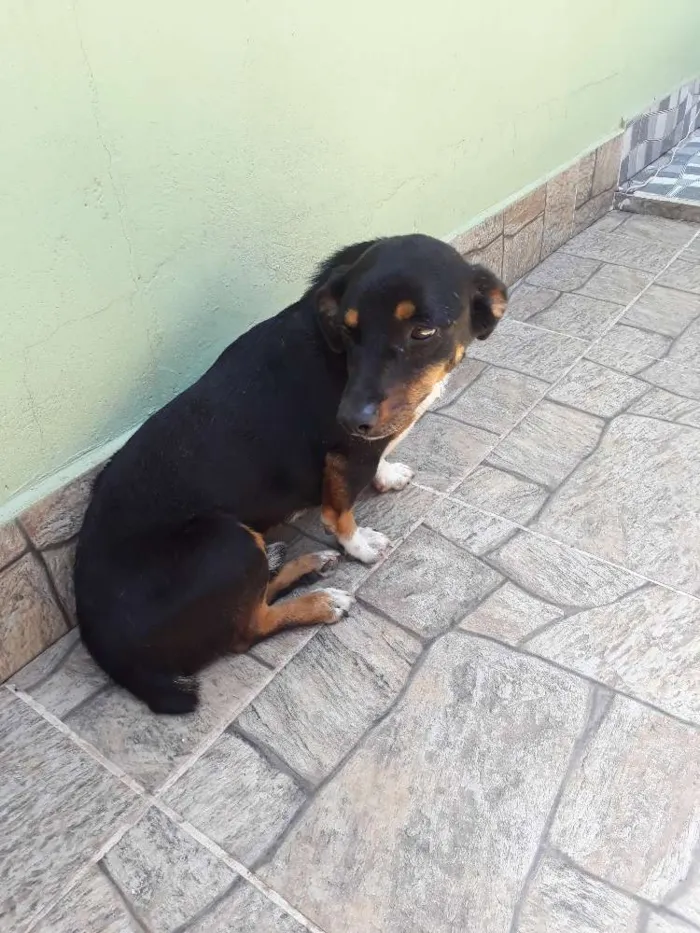 Cachorro ra a Vira lata idade 5 anos nome Luke