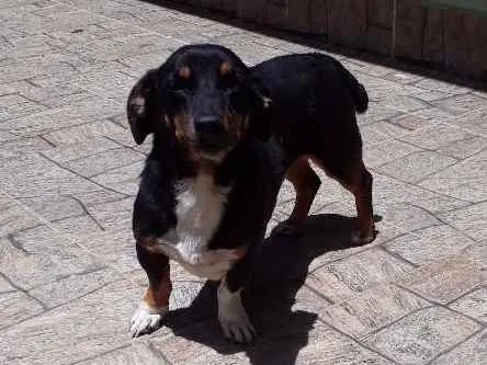 Cachorro ra a Vira lata idade 5 anos nome Luke