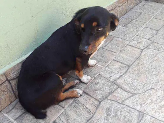 Cachorro ra a Vira lata idade 5 anos nome Luke