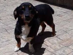 Cachorro raça Vira lata idade 5 anos nome Luke