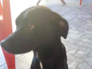 Cachorro raça SRD idade 2 anos nome Toddy