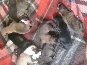 Cachorro raça vira-lata  idade Abaixo de 2 meses nome Fred 