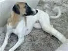Cachorro raça Sem raça definida idade 1 ano nome Galguinha Brasileira