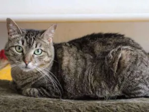 Gato raça SRD idade 7 a 11 meses nome Jade