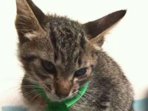Gato raça vira lata idade Abaixo de 2 meses nome Soneca