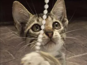 Gato raça vira lata idade Abaixo de 2 meses nome Hulk
