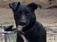 Jujuba