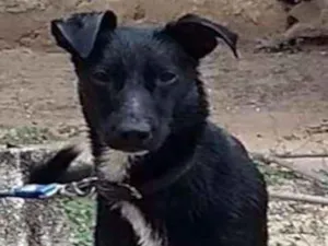 Cachorro raça SRD idade 1 ano nome Jujuba