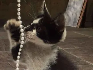 Gato raça vira lata idade Abaixo de 2 meses nome Quietinho