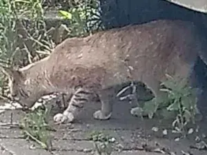 Gato raça  idade 2 a 6 meses nome Life