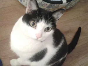 Gato raça Sem raça definida idade 6 ou mais anos nome Fofuxa