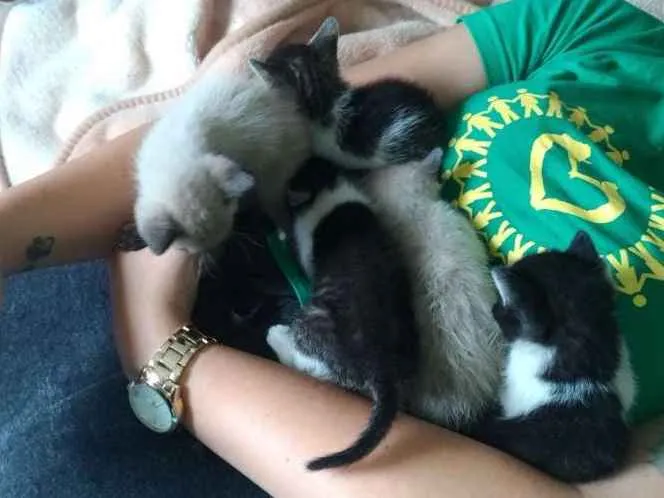 Gato ra a Sem raça definida idade Abaixo de 2 meses nome Gatinho