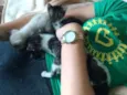Gatinho