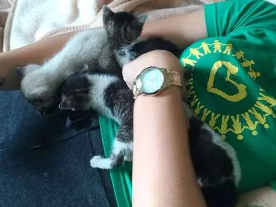 Gato ra a Sem raça definida idade Abaixo de 2 meses nome Gatinho