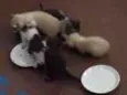 Gatinho