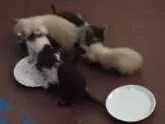 Gato ra a Sem raça definida idade Abaixo de 2 meses nome Gatinho