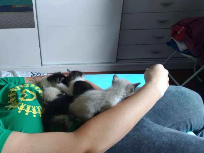 Gato ra a Sem raça definida idade Abaixo de 2 meses nome Gatinho