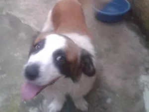 Cachorro raça SRD idade 4 anos nome BEBÊ