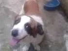 Cachorro raça SRD idade 4 anos nome BEBÊ