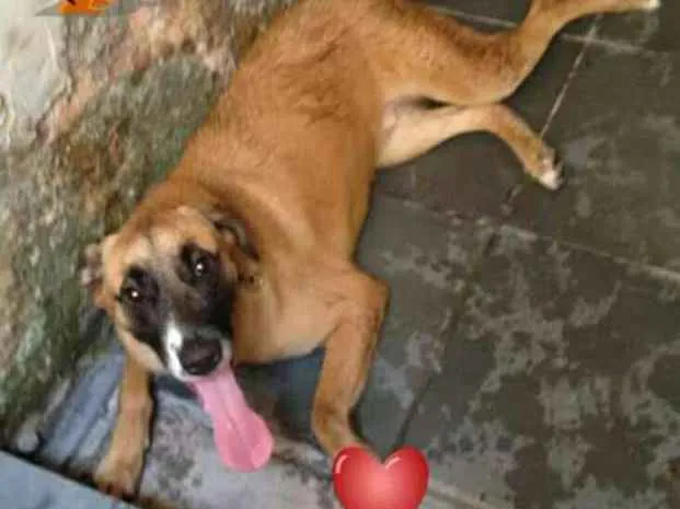 Cachorro raça SRD idade 2 anos nome Coragem