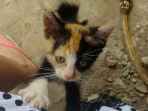 Gato raça  idade 2 a 6 meses nome Pitika