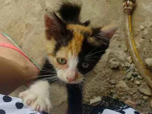 Gato ra a  idade 2 a 6 meses nome Pitika