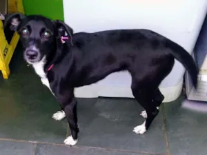 Cachorro raça SRD idade 7 a 11 meses nome Sandy