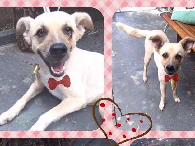 Cachorro ra a  idade 4 anos nome Fox