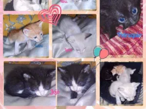 Gato raça SRD idade Abaixo de 2 meses nome Bebês