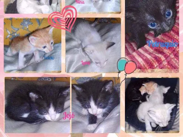Gato ra a SRD idade Abaixo de 2 meses nome Bebês