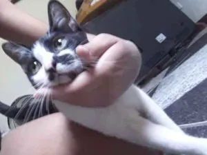 Gato raça Vira lata idade 7 a 11 meses nome Izabel