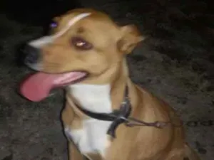 Cachorro raça SDR idade 7 a 11 meses nome sansão
