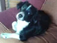 Sid
