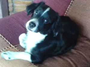 Cachorro raça Mistuado idade 2 anos nome Sid