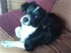Cachorro raça Mistuado idade 2 anos nome Sid