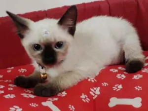 Gato raça SIALATA idade 2 a 6 meses nome JADE