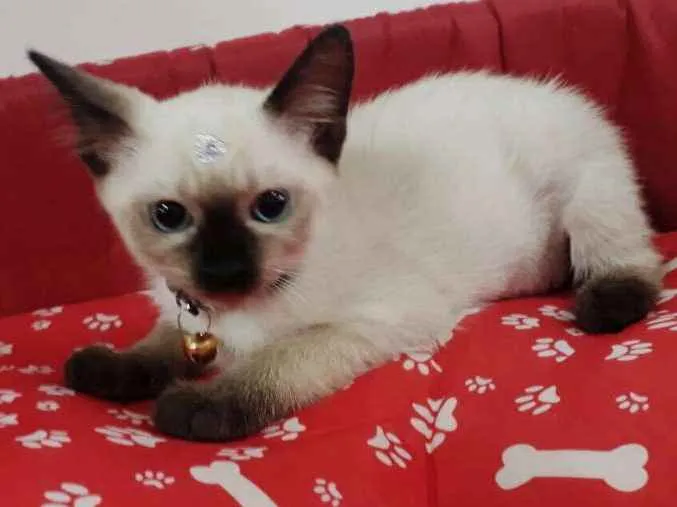 Gato ra a SIALATA idade 2 a 6 meses nome JADE