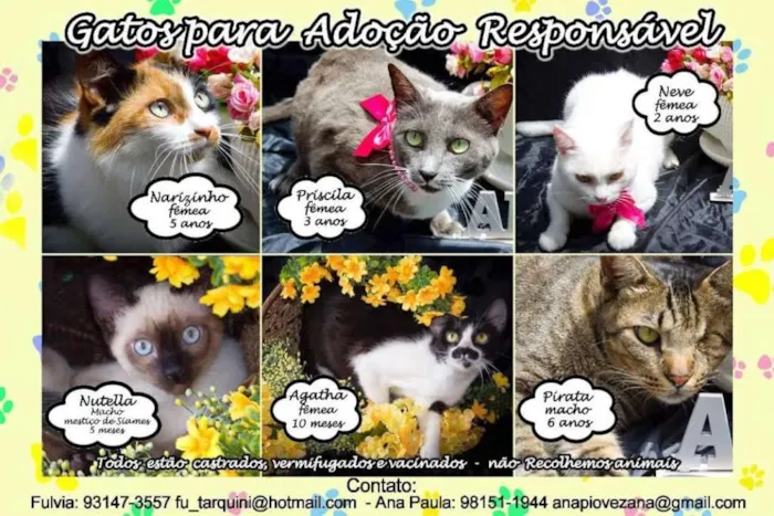Gato ra a Várias idade  nome Lindos Gatinhos