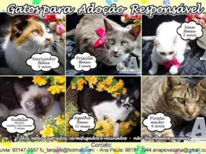 Gato raça Várias idade  nome Lindos Gatinhos