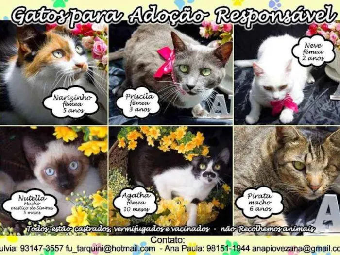 Gato ra a Várias idade  nome Lindos Gatinhos