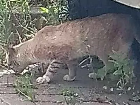 Gato raça  idade 2 a 6 meses nome Life