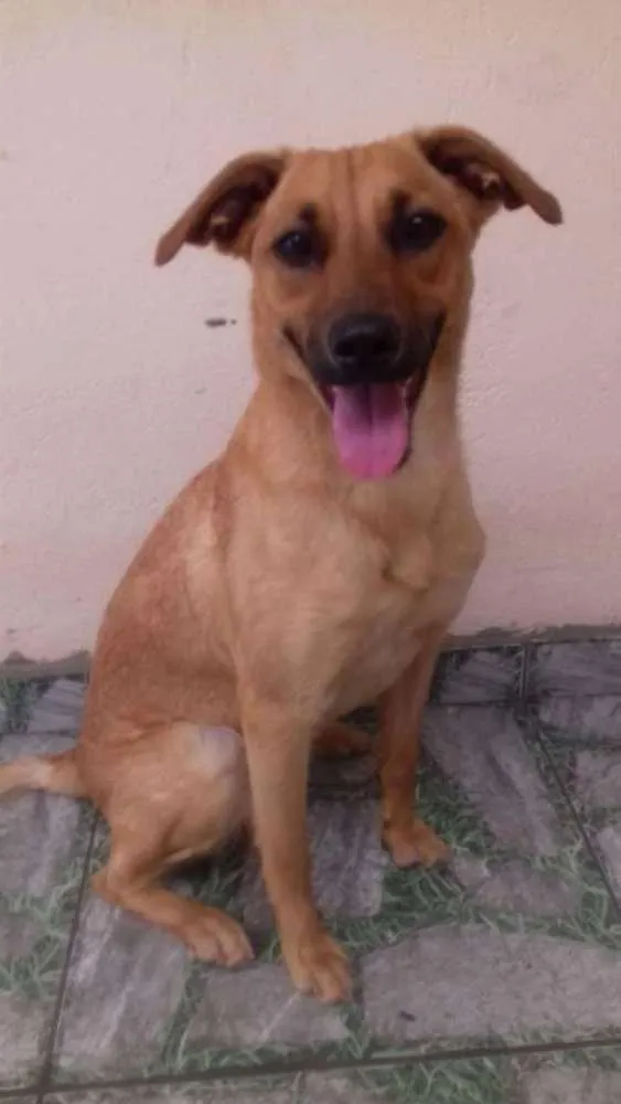 Cachorro ra a  idade 1 ano nome Sem nome