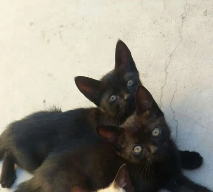 Gato ra a Srd idade 2 a 6 meses nome Sem nome